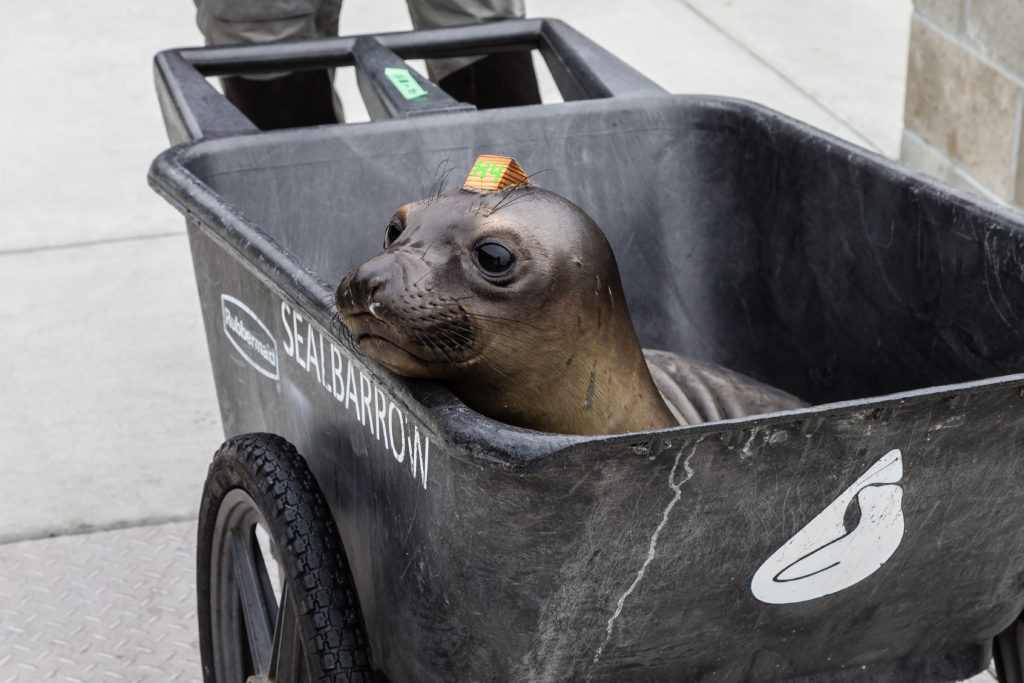 Home  The Marine Mammal Center