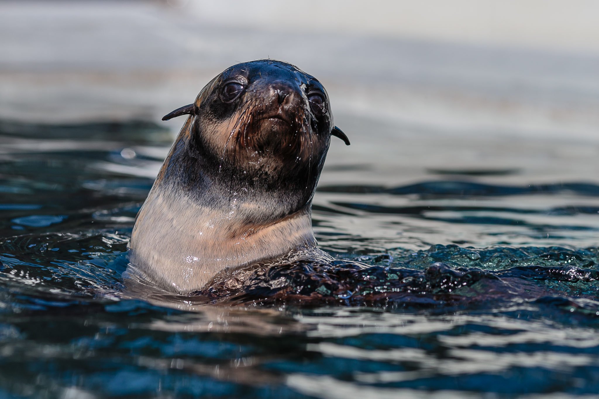 северный котик. северный морской котик фото. северный морской котик (дальневосточный) (callorhinus ursinus). северный морской котик фото. северный дальневосточный морской котик.