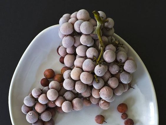 frozen dark grapes on a white platter against a dark background for this food entry. caribu mommy mom mother's blog that gives parenting advice for kids, children, toddlers, preschoolers.